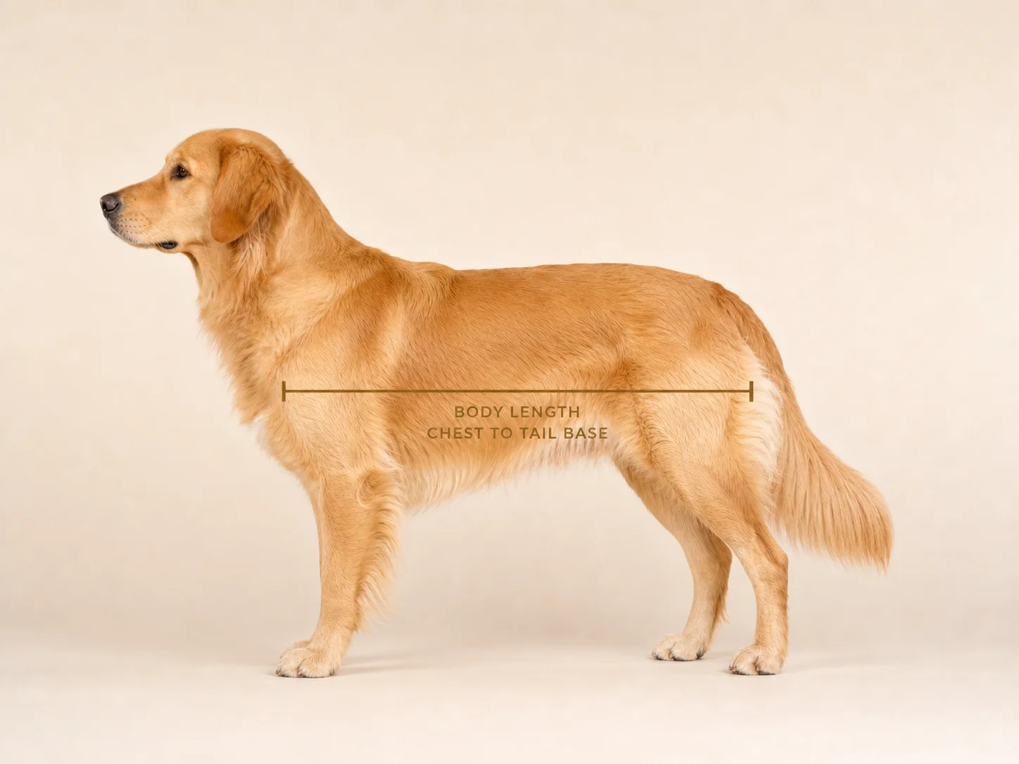Dog body measurement illustration