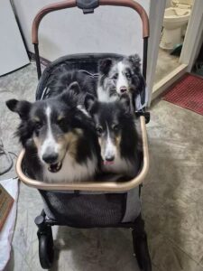 Steadavo Atlas product view for a large-dog mobility routine
