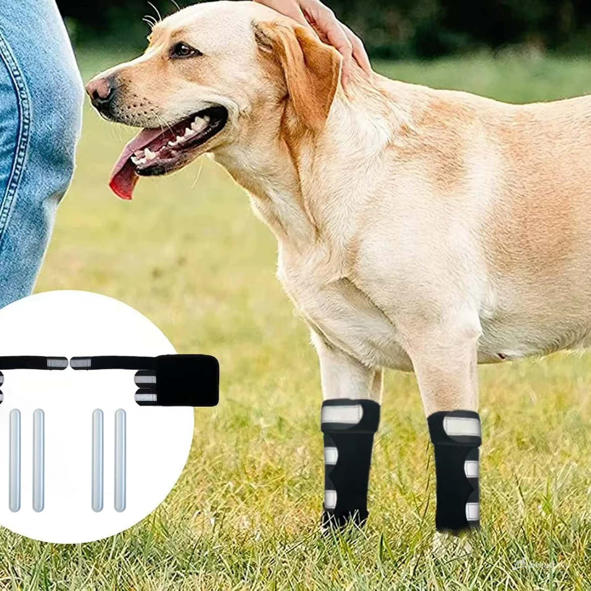 Large dog wearing reflective leg wraps during a supervised outdoor walk