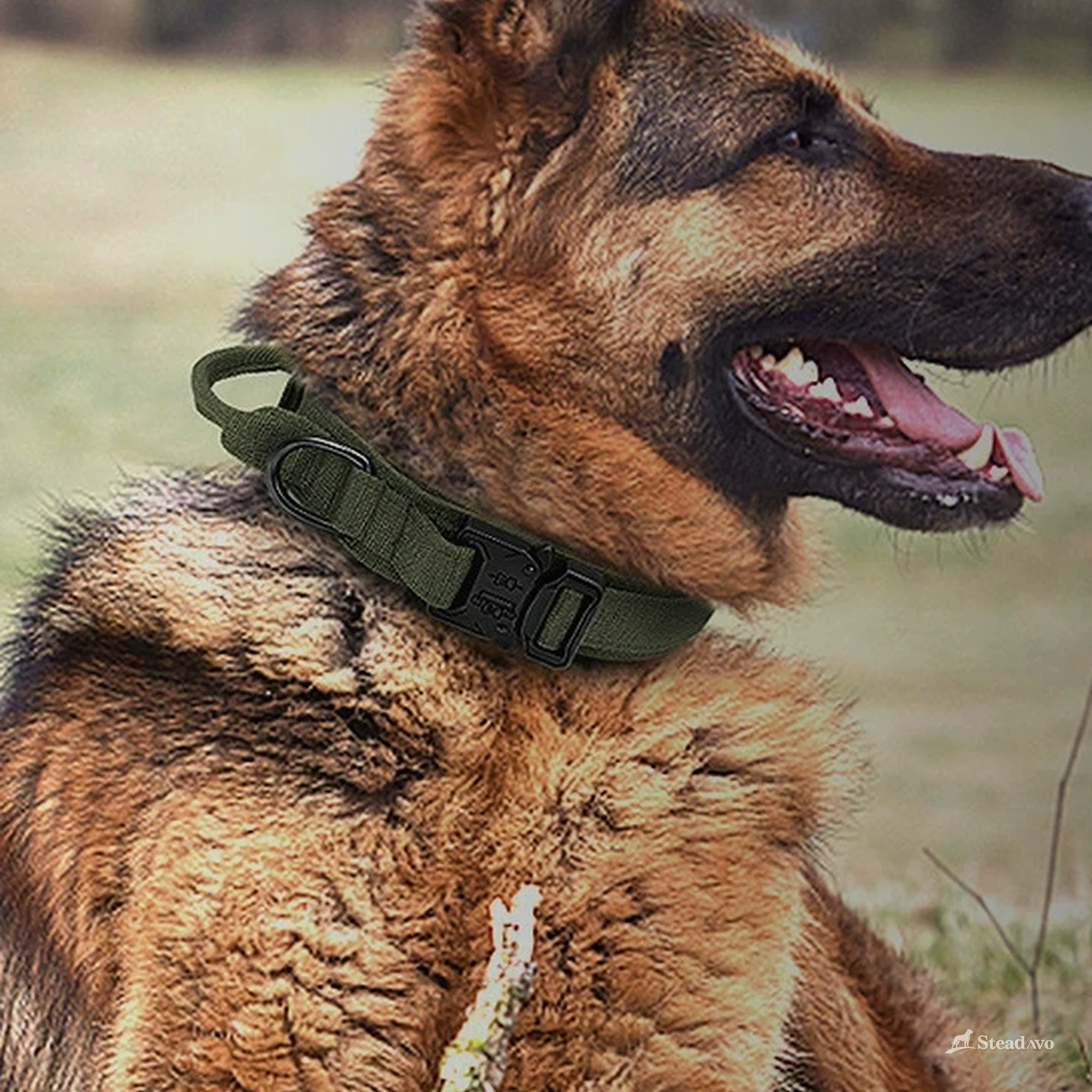 Large dog wearing the olive tactical collar outdoors