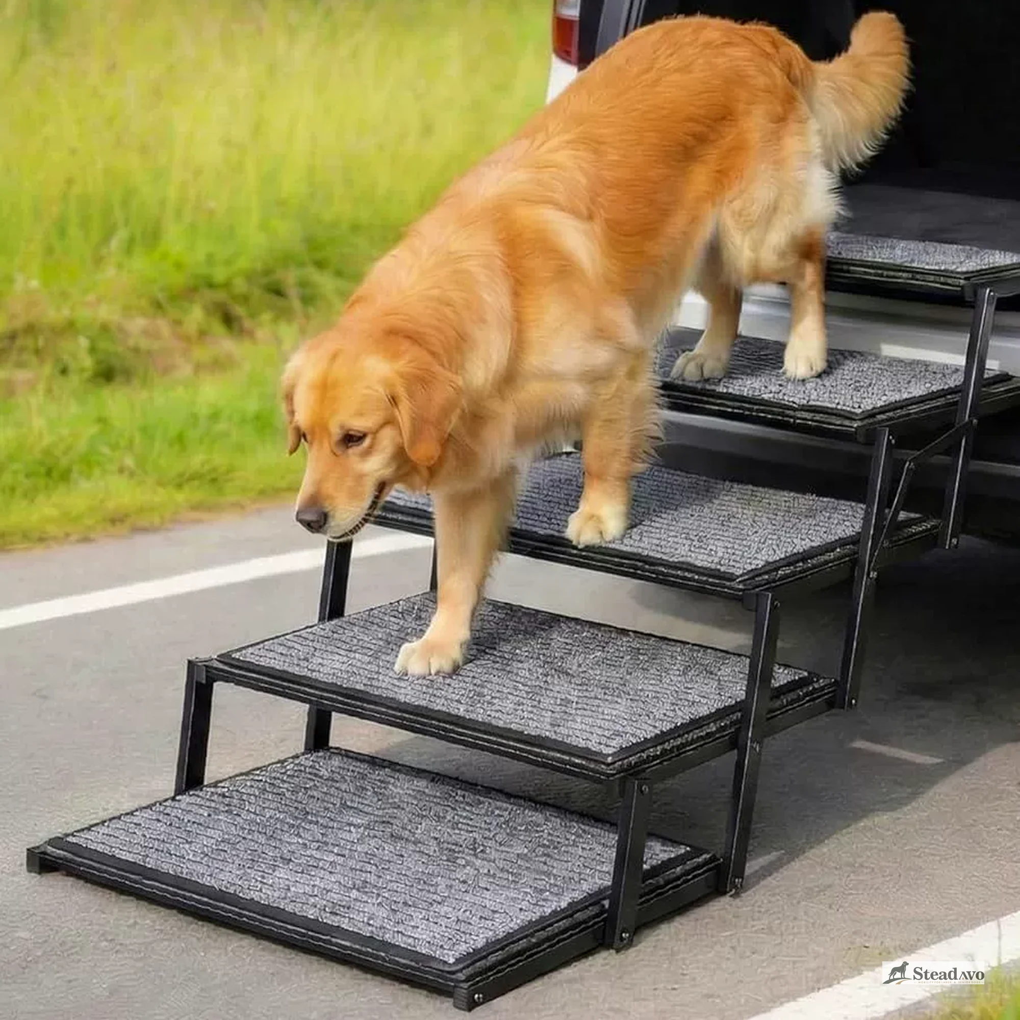Large dog descending foldable vehicle stairs under supervision