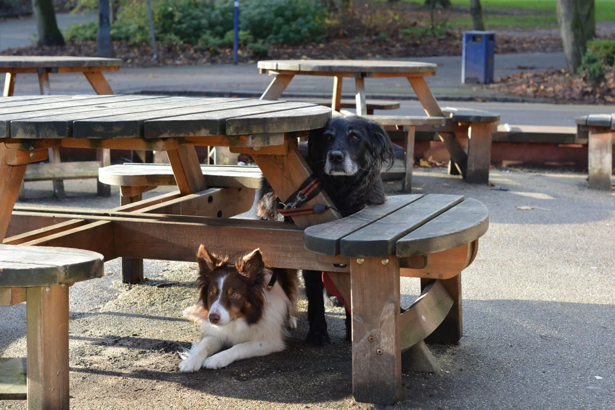 Accessible Dog Trail Etiquette for Calm, Shared Outings