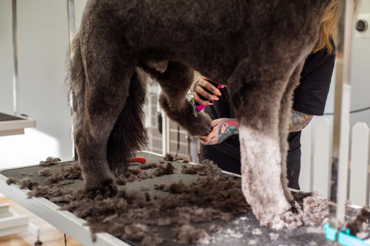 A Muddy Walk Cleanup Routine for Dogs and Gear