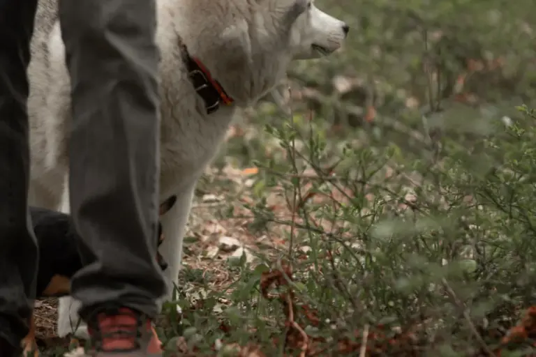 Leashed dog and owner pausing together during dog day hike planning