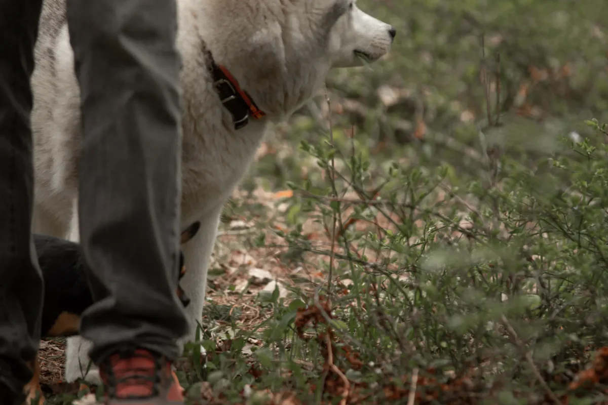 A Dog Foxtail Check After Dry Trail Outings