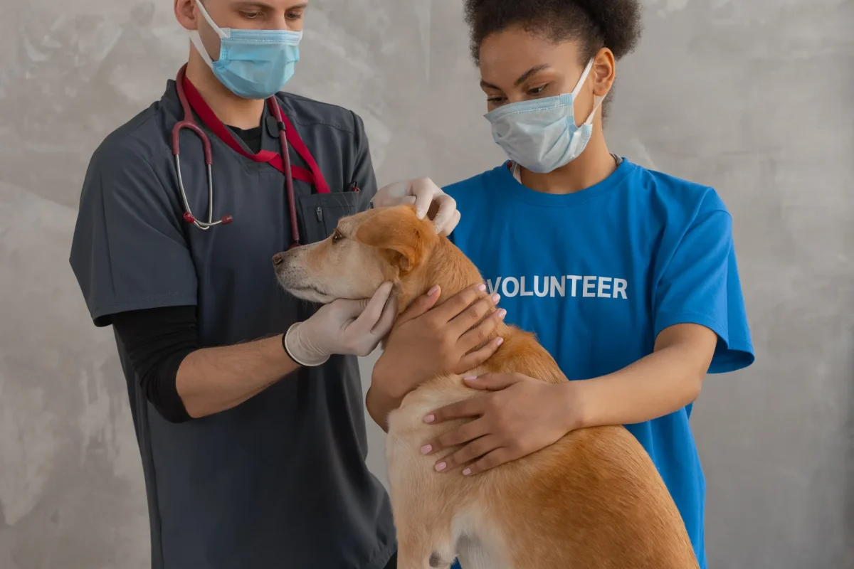 How to Use a Dog Body Condition Score Chart
