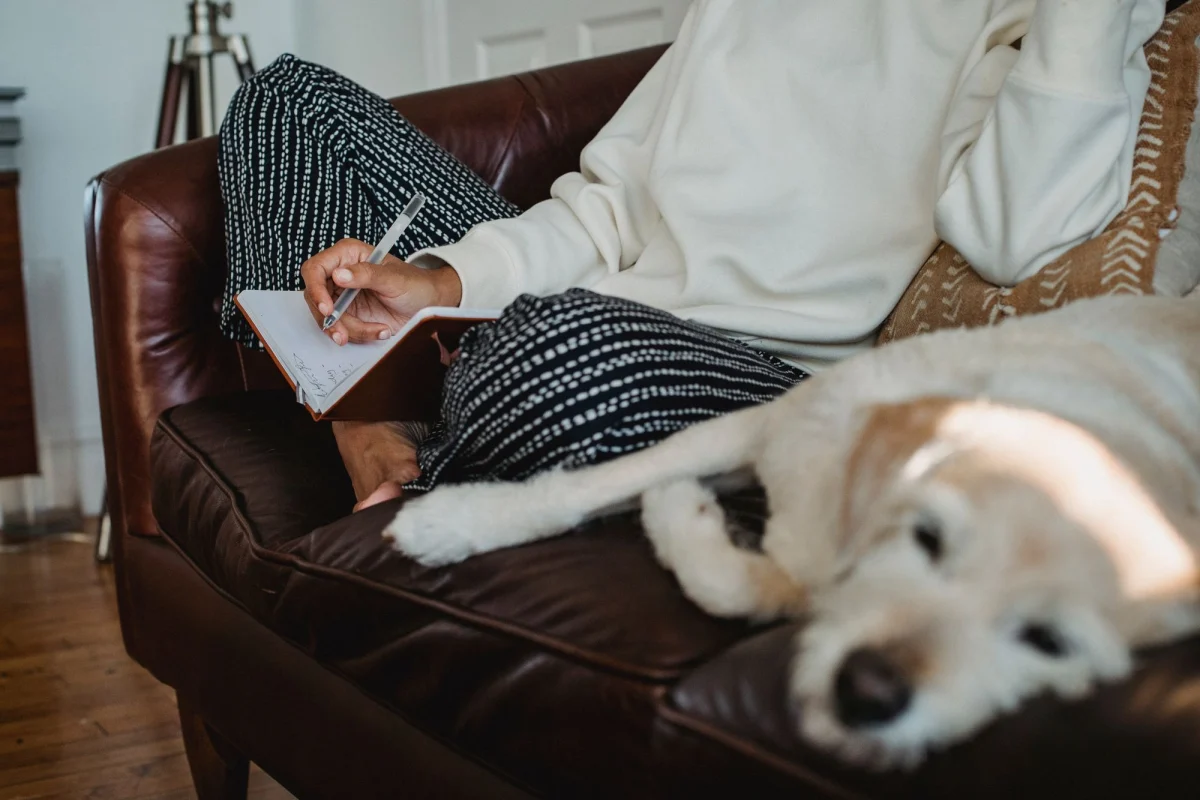 How to Set Up Multi-Dog Household Rest Zones