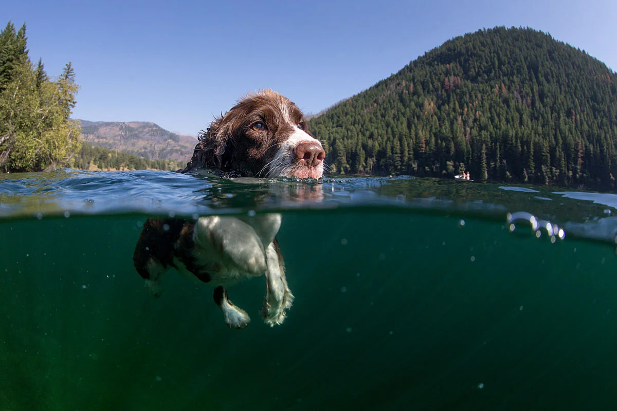 Dog Lake Water Safety: Check the Water Before You Swim