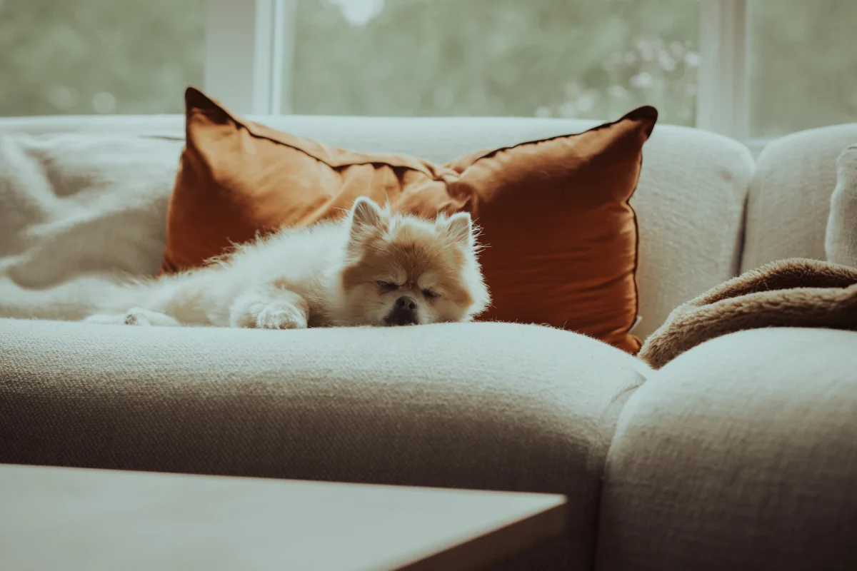 Dog Thunderstorm Safety Plan: Keep the Next Storm Calm