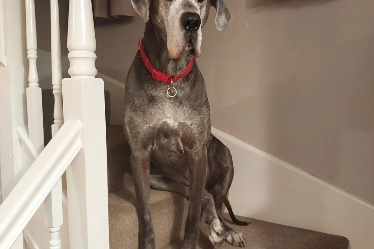 A Large Dog Home Crate Size Guide
