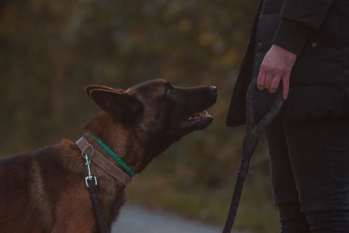 owner and dog using a careful dog harness hardware inspection process