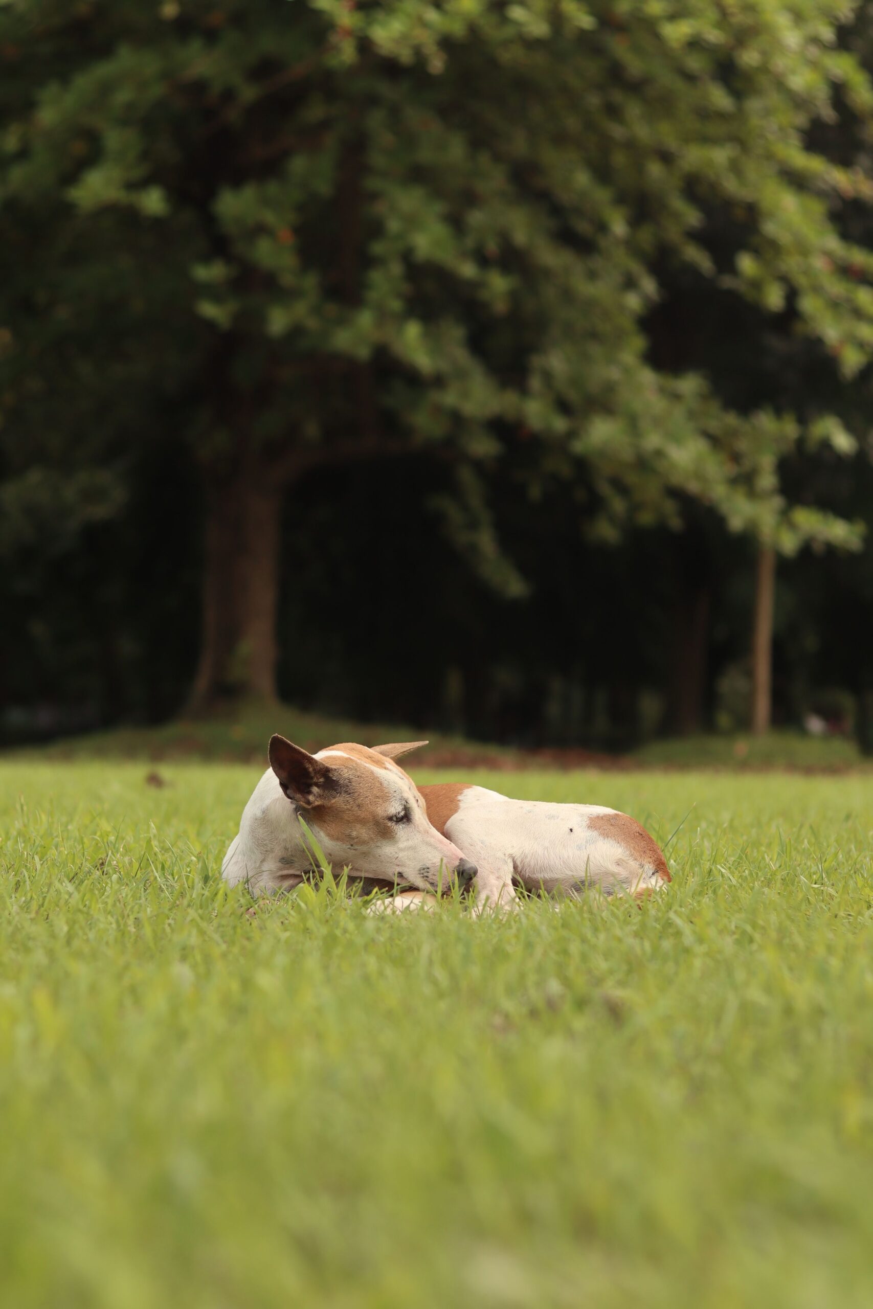 Dog lying quietly on grass after a walk, illustrating senior dog fatigue signs to monitor