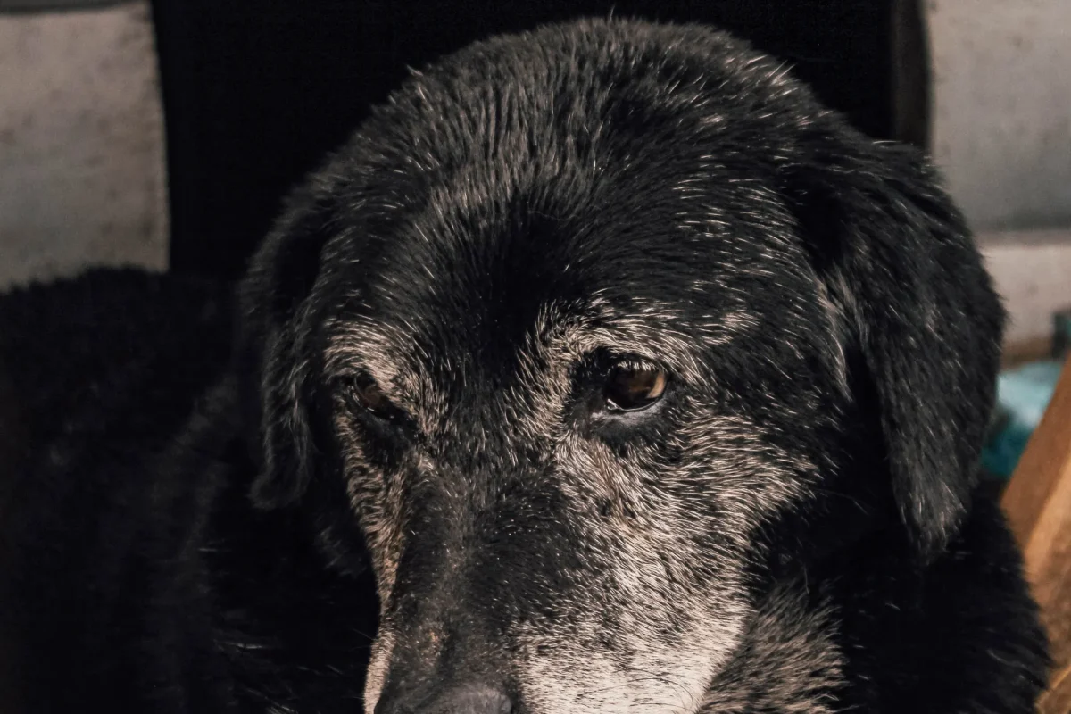 A Senior Dog Toileting Schedule That Stays Flexible