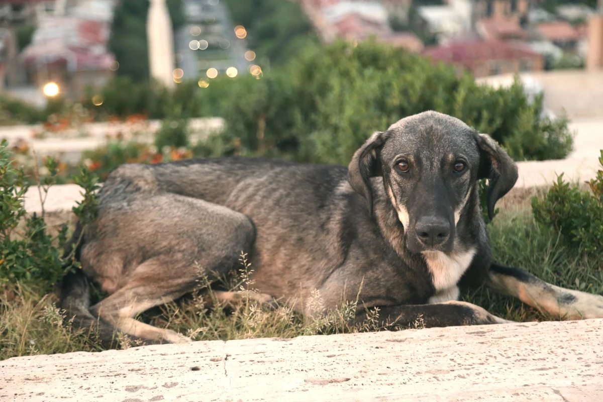 Senior Dog Overexertion Signs: A Calm Guide for Better Outings