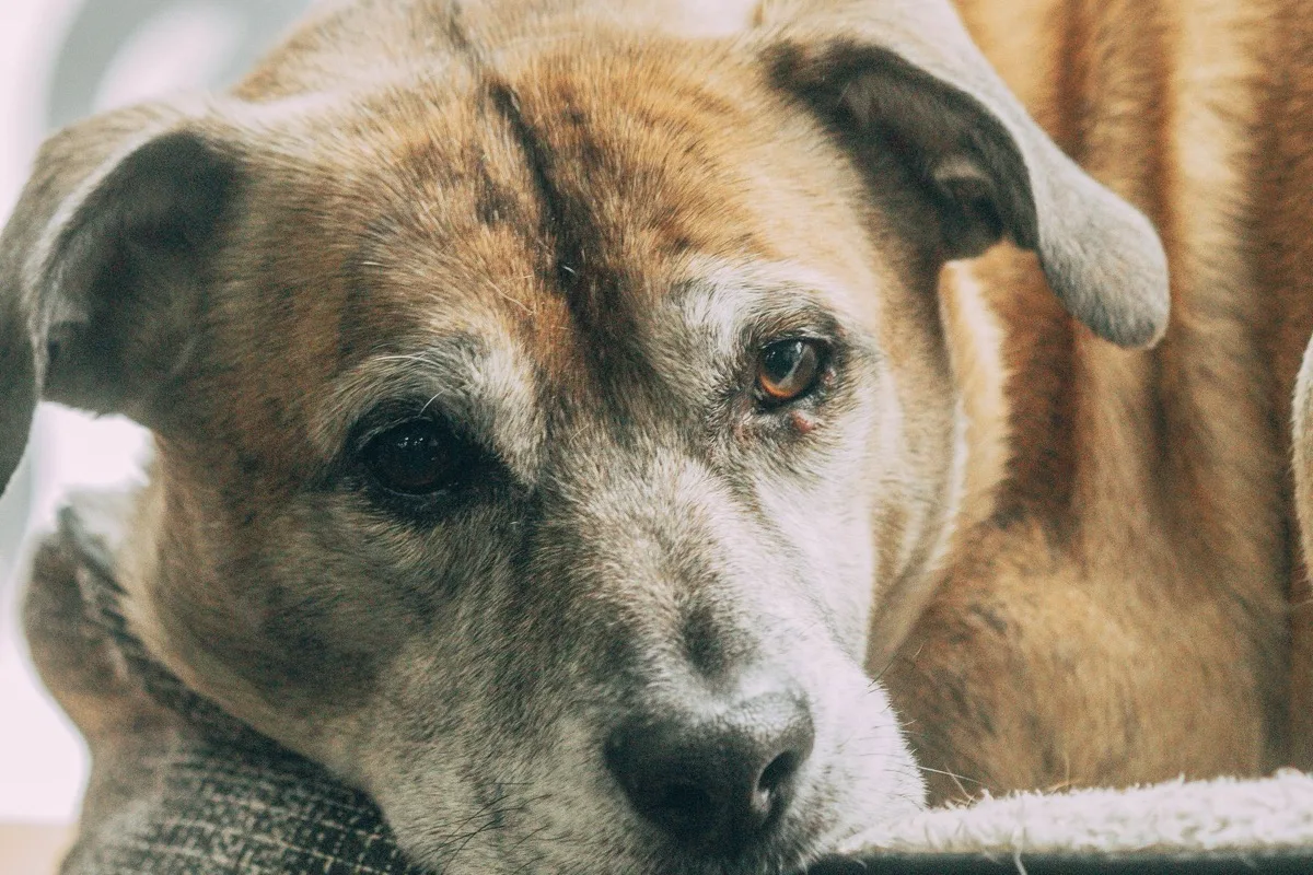 owner and dog using a careful senior dog toileting schedule process