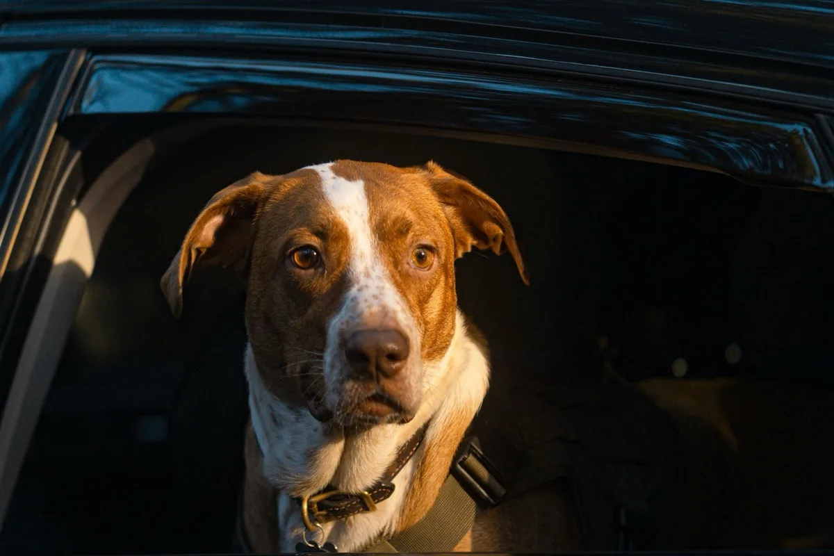 owner and dog using a careful dog ferry travel checklist process